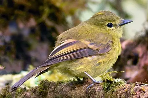 Flavescent Flycatcher
