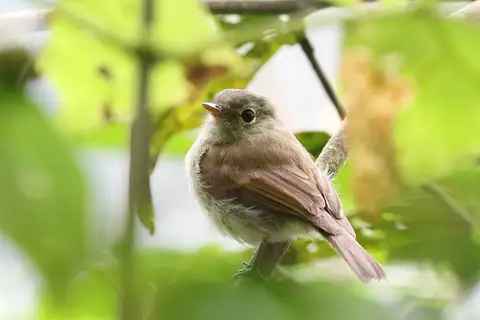 Unadorned Flycatcher
