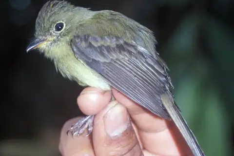 Orange-crested Flycatcher