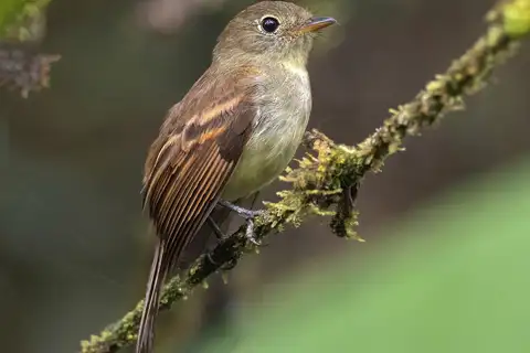Roraiman Flycatcher
