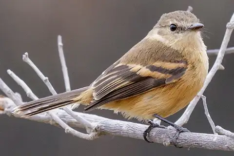 Rufescent Flycatcher
