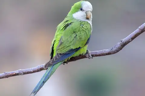 Cliff Parakeet