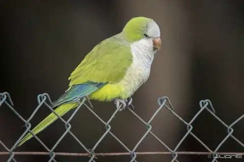 Monk Parakeet