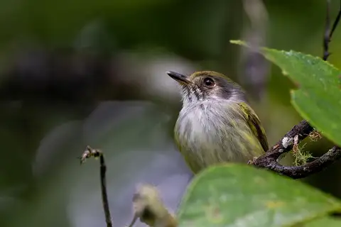 White-bellied Pygmy Tyrant