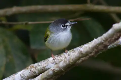 Black-capped Pygmy Tyrant