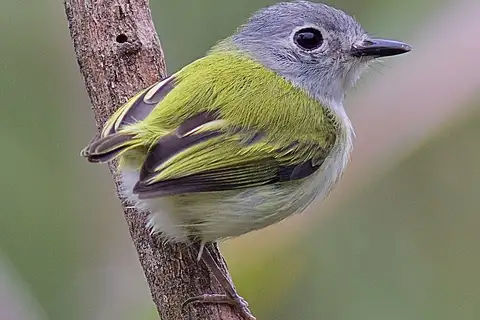Short-tailed Pygmy Tyrant