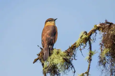 Rufous-bellied Bush Tyrant