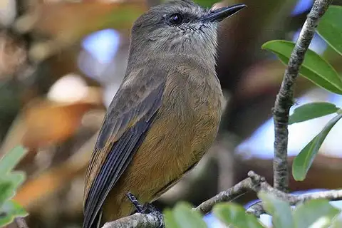 Santa Marta Bush Tyrant