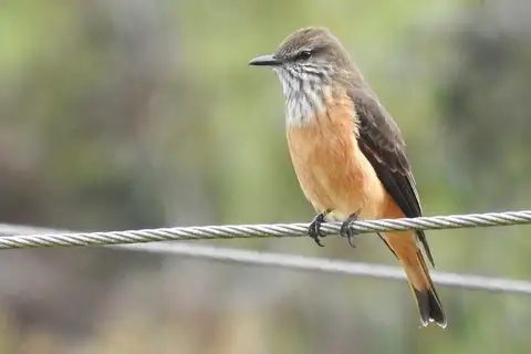 Streak-throated Bush Tyrant