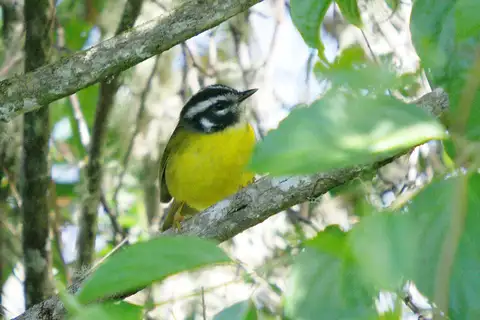 Santa Marta Warbler