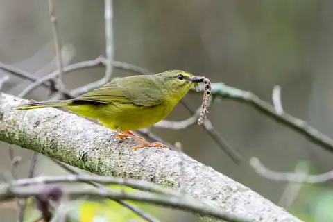 Two-banded Warbler