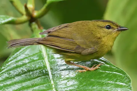 Choco Warbler