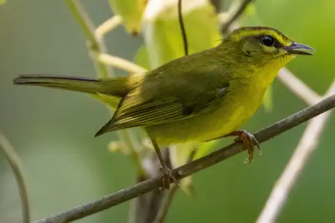 Cuzco Warbler