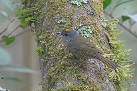 Grey-throated Warbler