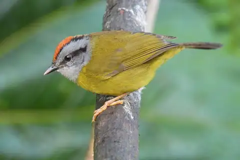 Russet-crowned Warbler