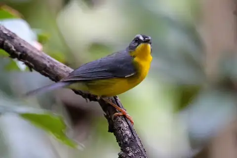 Grey-and-gold Warbler