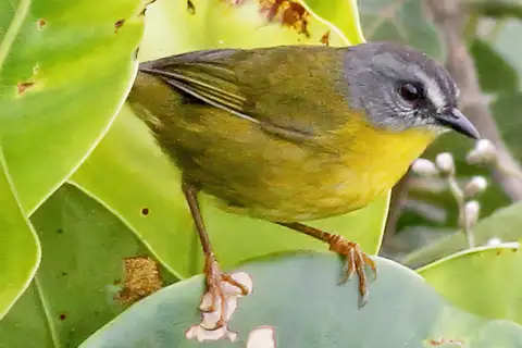 Grey-headed Warbler