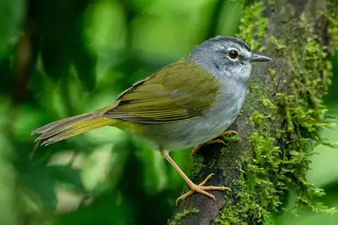 White-rimmed Warbler