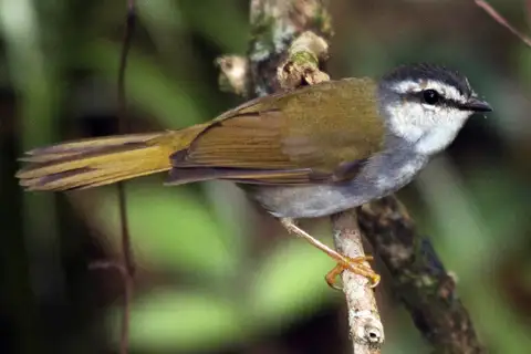 White-striped Warbler