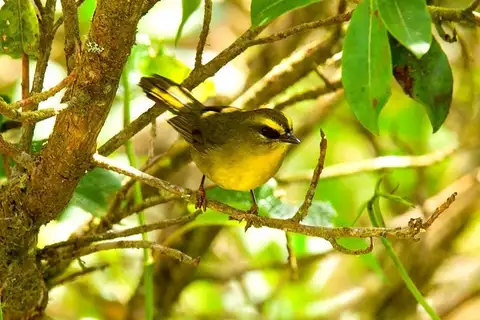 Citrine Warbler
