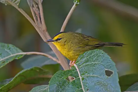 Black-crested Warbler