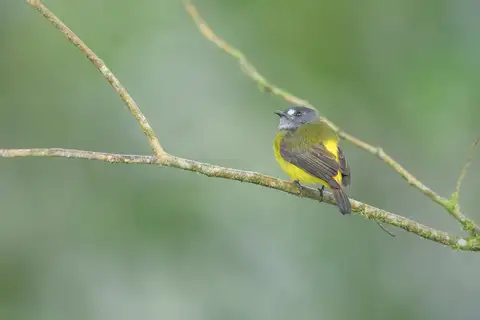 Ornate Flycatcher