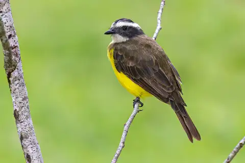 Rusty-margined Flycatcher