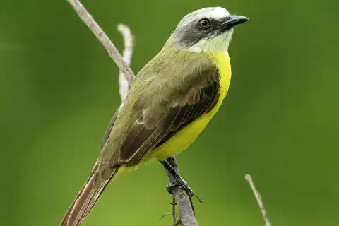 Grey-capped Flycatcher