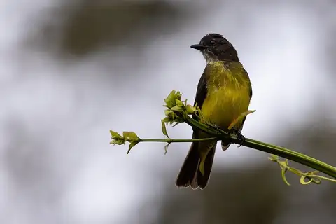 Dusky-chested Flycatcher