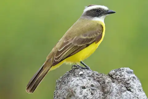 Social Flycatcher