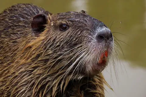 Coypu