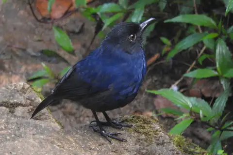 Sri Lanka Whistling Thrush