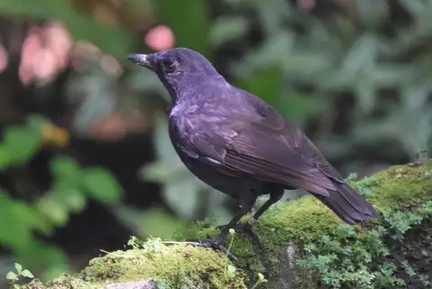 Bornean Whistling Thrush