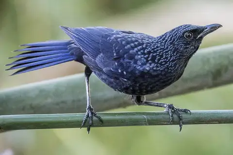 Blue Whistling Thrush