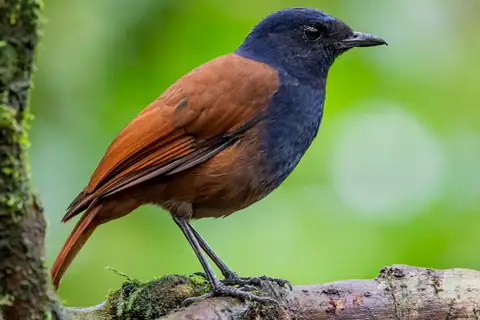 Brown-winged Whistling Thrush