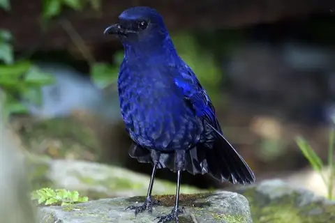 Javan Whistling Thrush