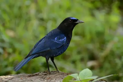 Malabar Whistling Thrush