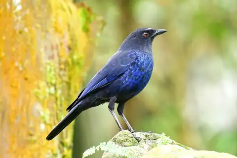 Taiwan Whistling Thrush