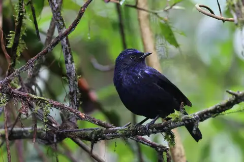 Shiny Whistling Thrush