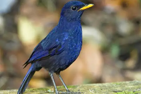 Malayan Whistling Thrush