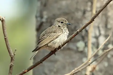 Böhm's Flycatcher