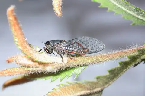 Orange-bellied Buzzer