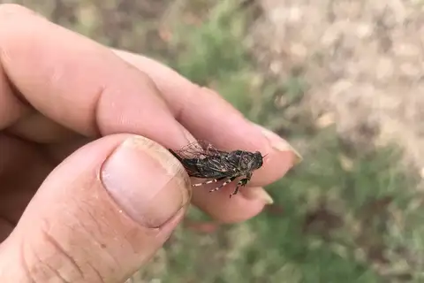 Black Brigalow Buzzer