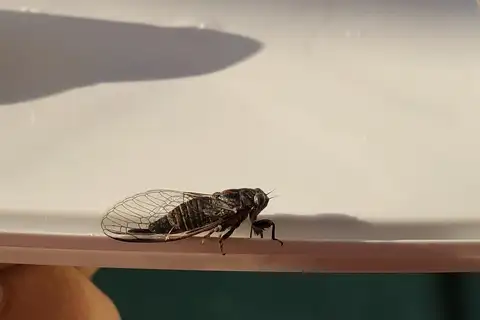 Warwick Grass Buzzer