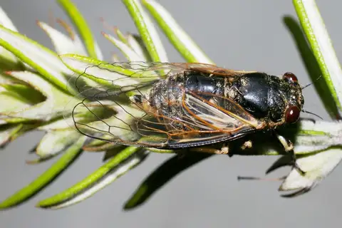 New England Grass Buzzer