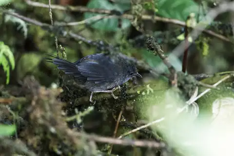 Ash-colored Tapaculo