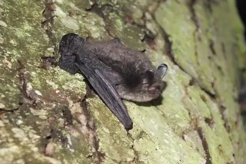 Alcathoe myotis
