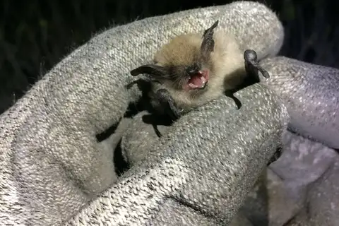Atacama myotis