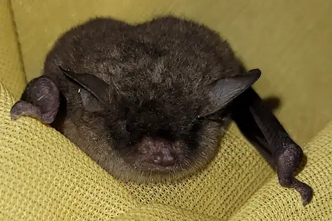 Southeastern Myotis