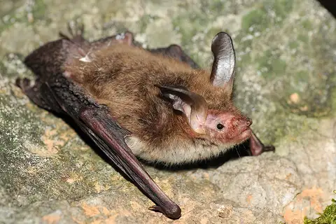 Bechstein's bat